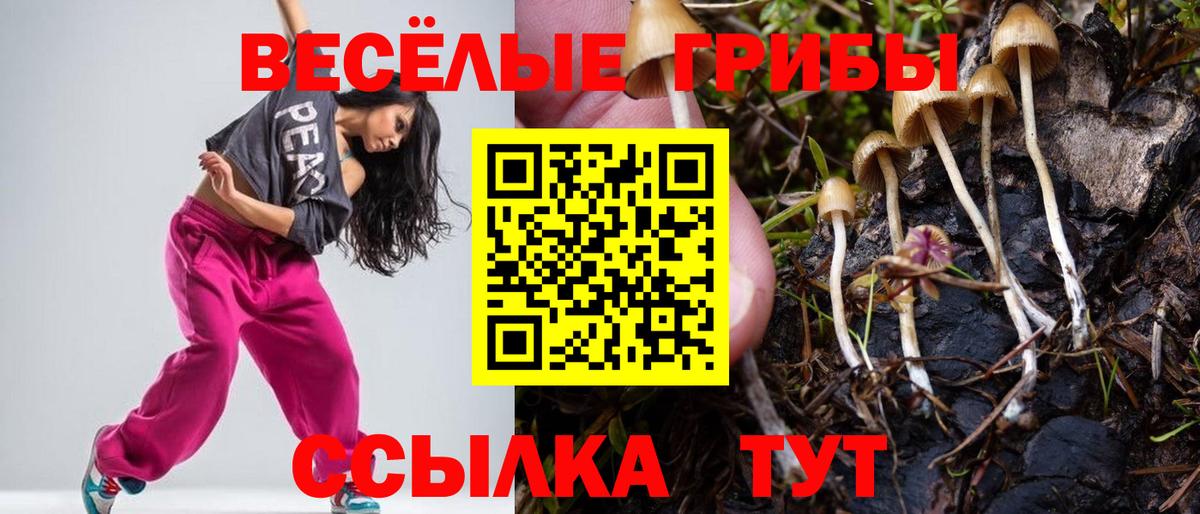 Псилоцибиновые грибы Psilocybine cubensis Нарткала